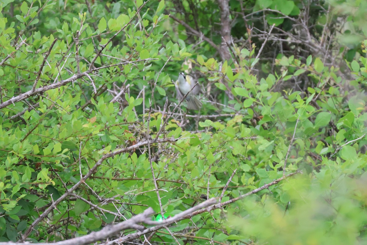 Vireo Cabecinegro - ML618509326