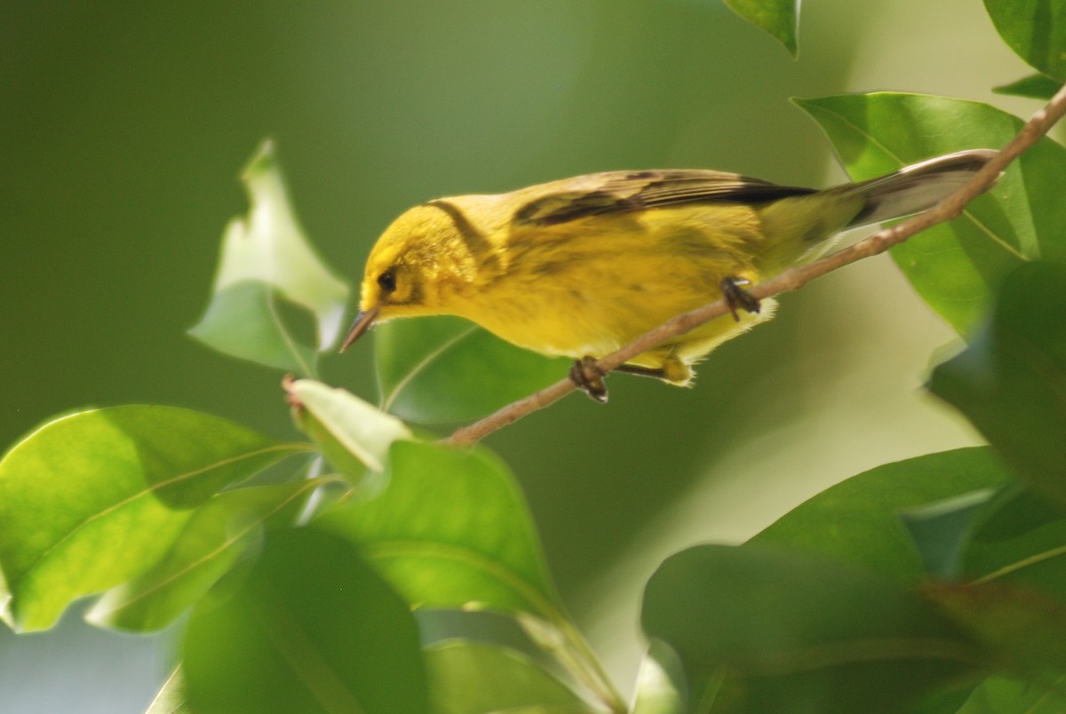 Vitelline Warbler - ML618509333