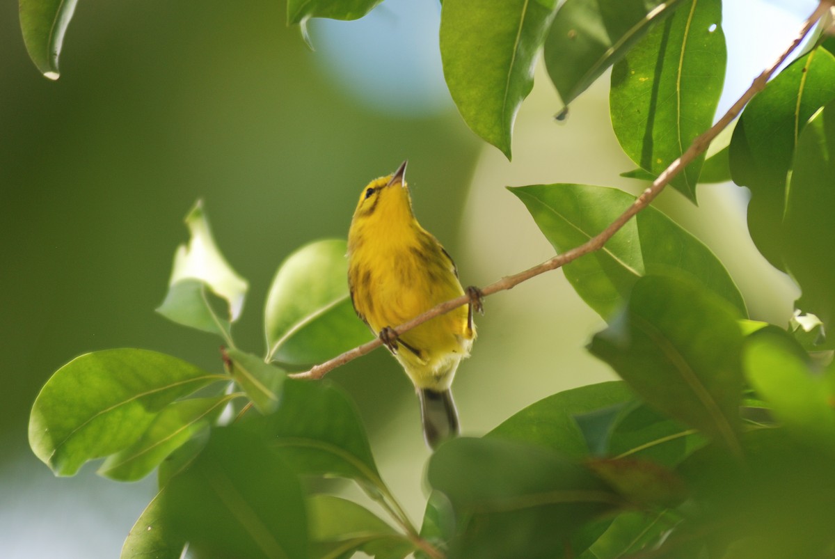 Vitelline Warbler - ML618509334