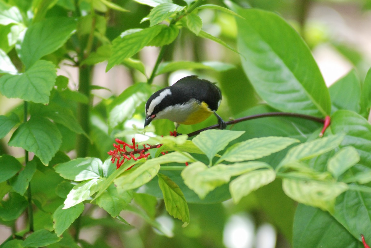 Bananaquit (Greater Antillean) - ML618509344