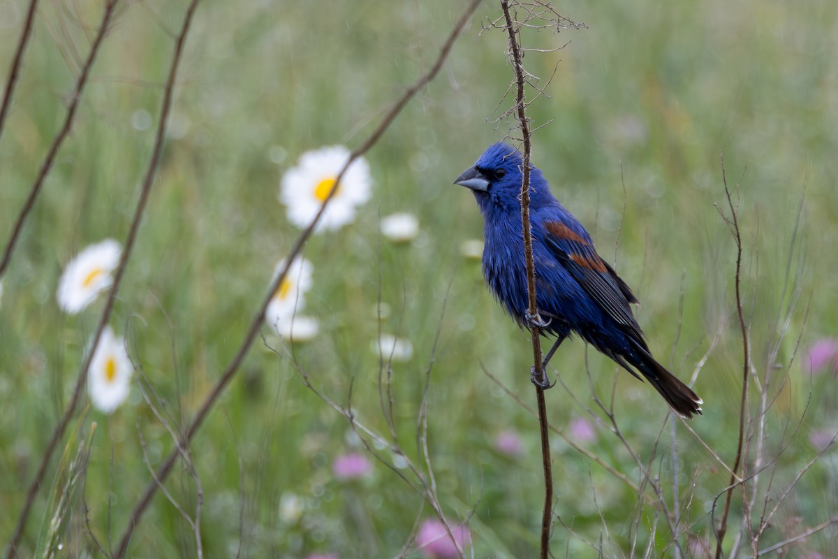 Blue Grosbeak - Phil Lehman