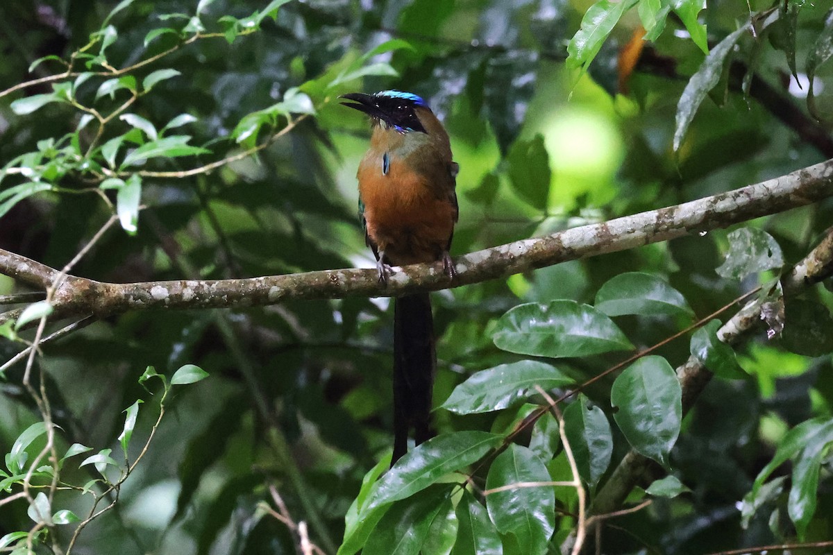 Whooping Motmot - Hubert Stelmach