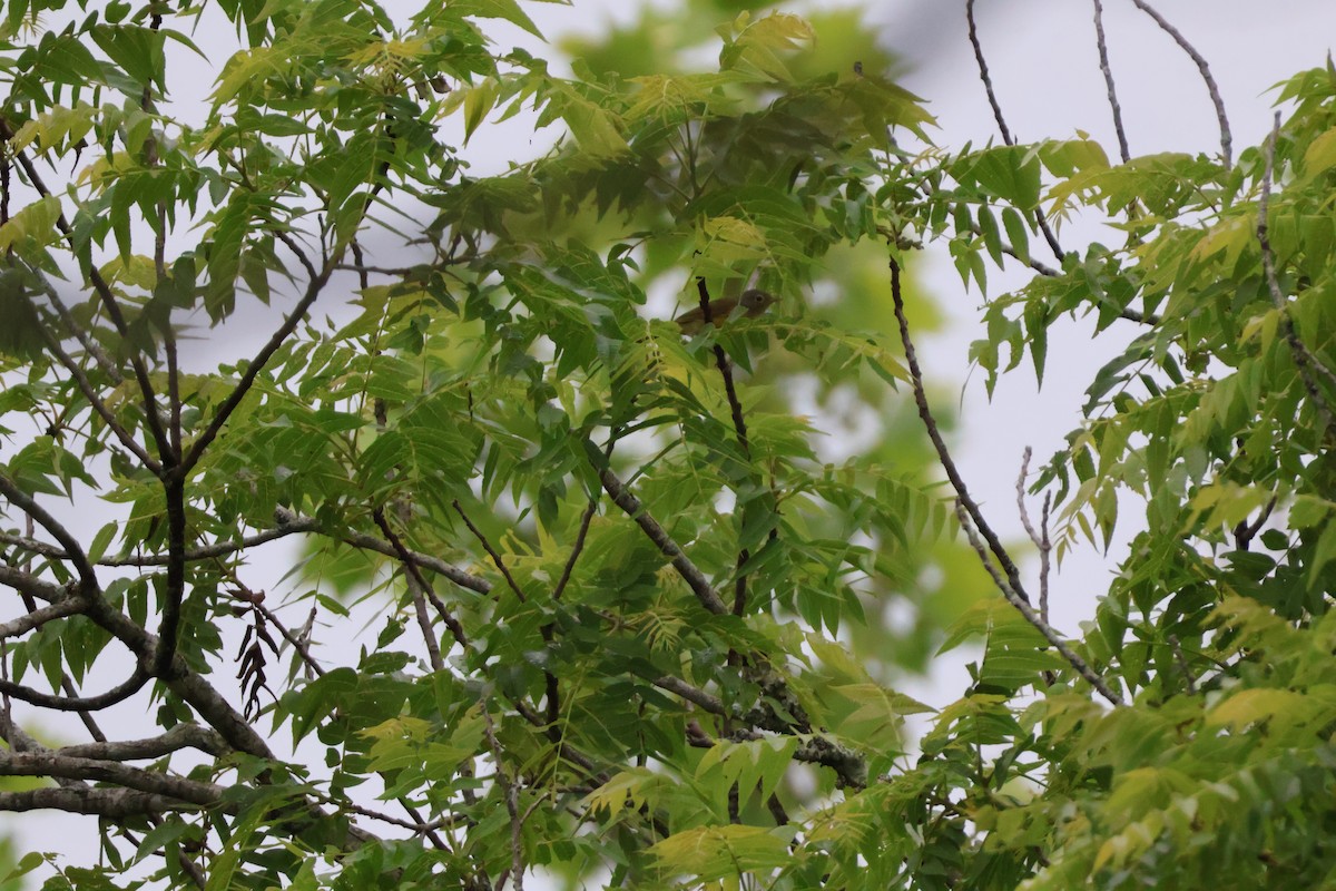 Nashville Warbler - Julia Nadeau Gneckow