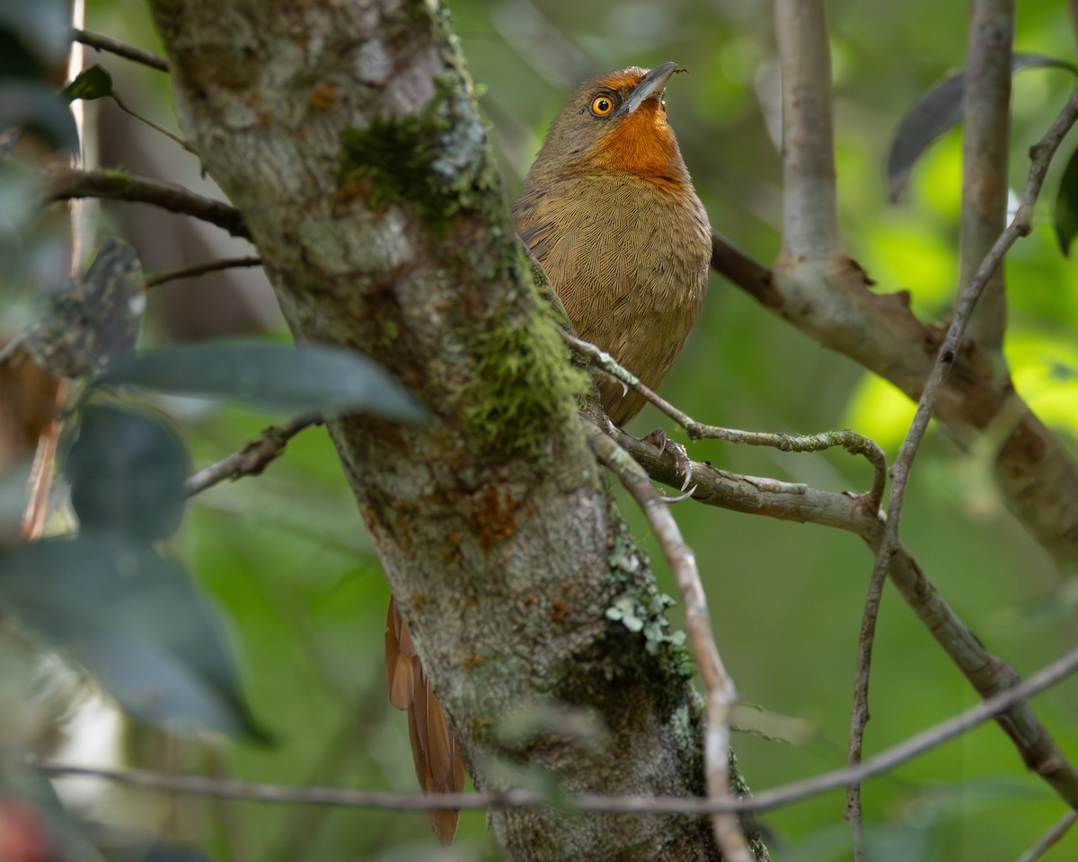 Orange-eyed Thornbird - ML618509455