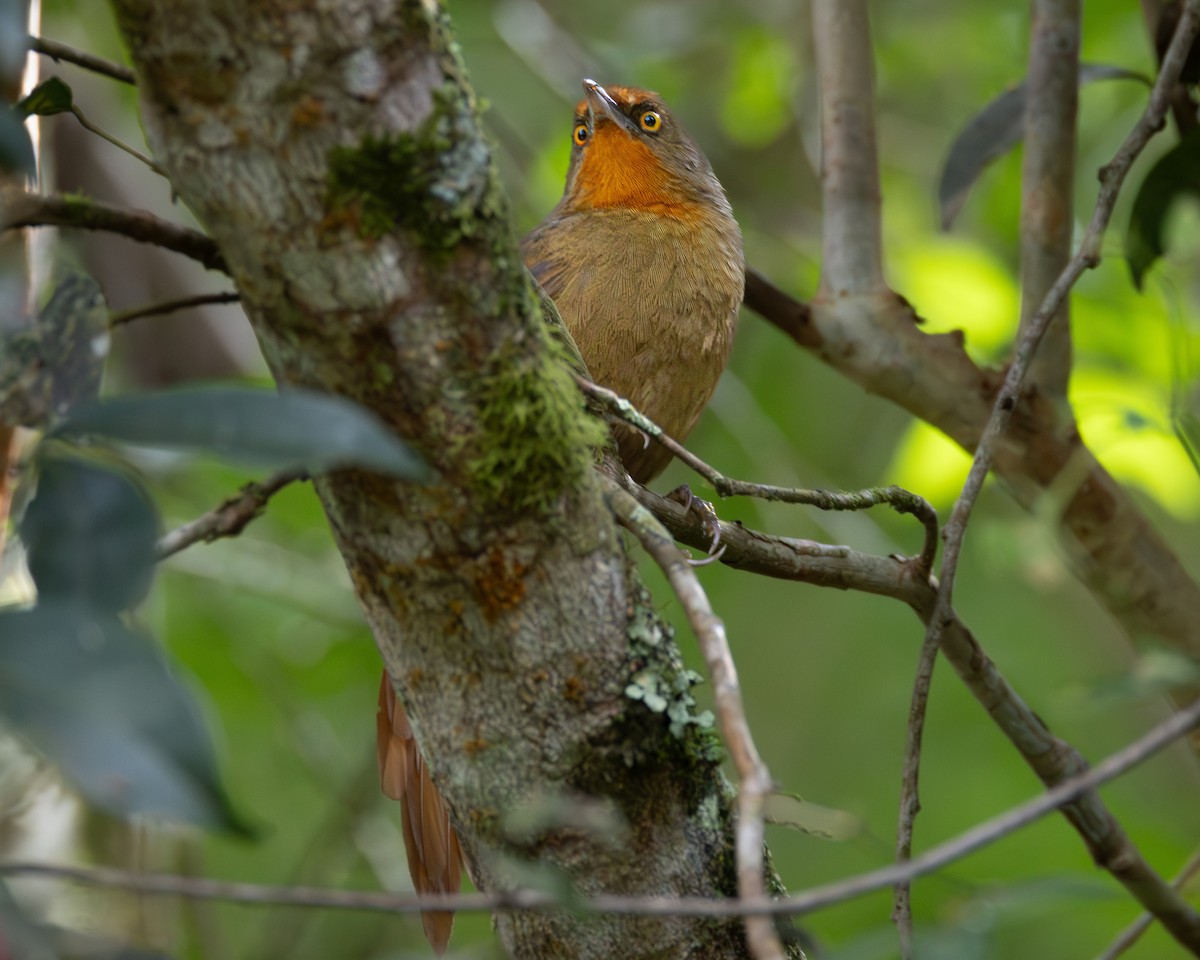 Orange-eyed Thornbird - ML618509456