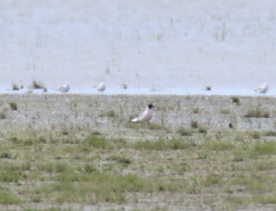 Mouette de Franklin - ML618509482