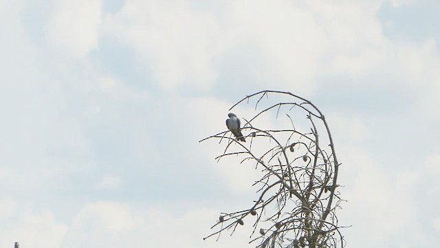 Эгэл хөхөө - ML618509520