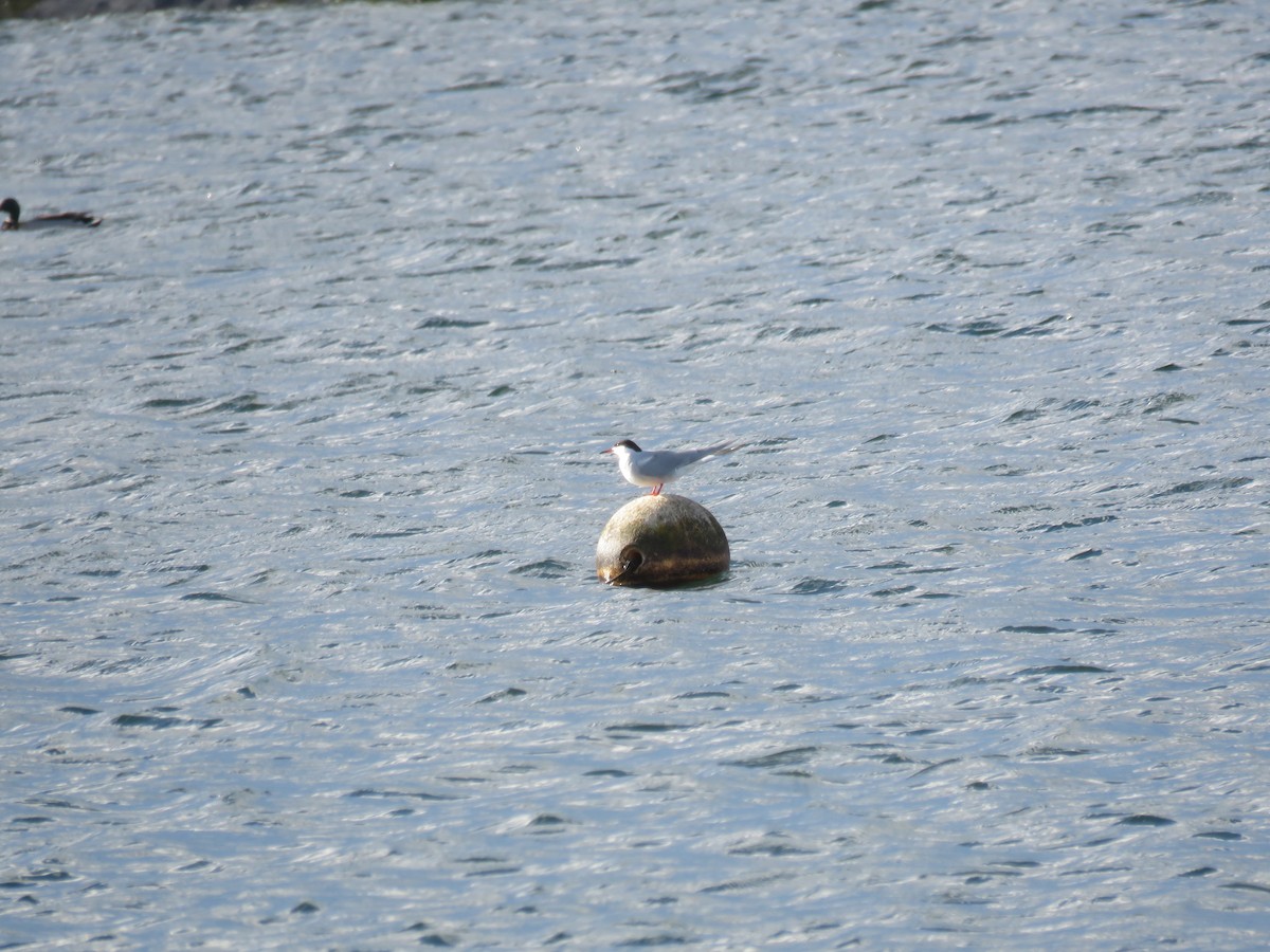 Common Tern - ML618509531