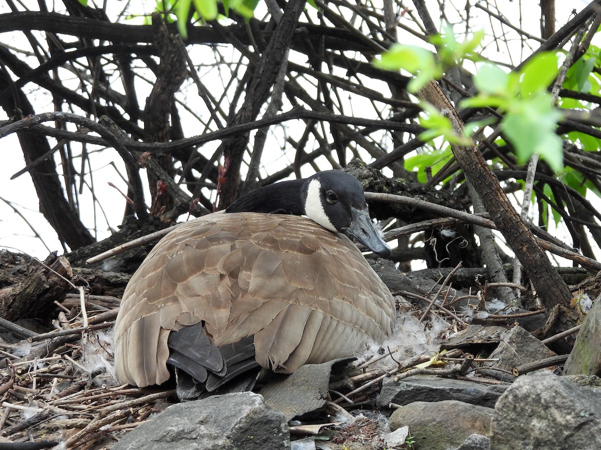 Canada Goose - Nick Dawson