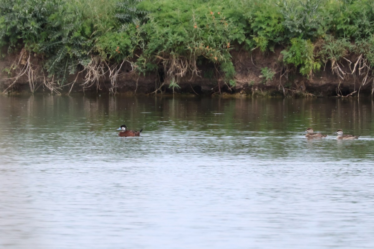 Ruddy Duck - Julia Nadeau Gneckow