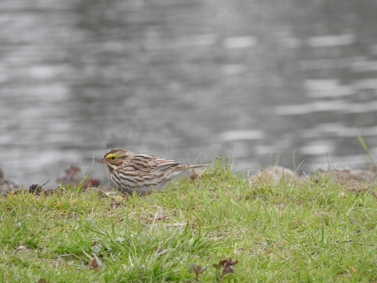 Savannah Sparrow - Craig Jackson