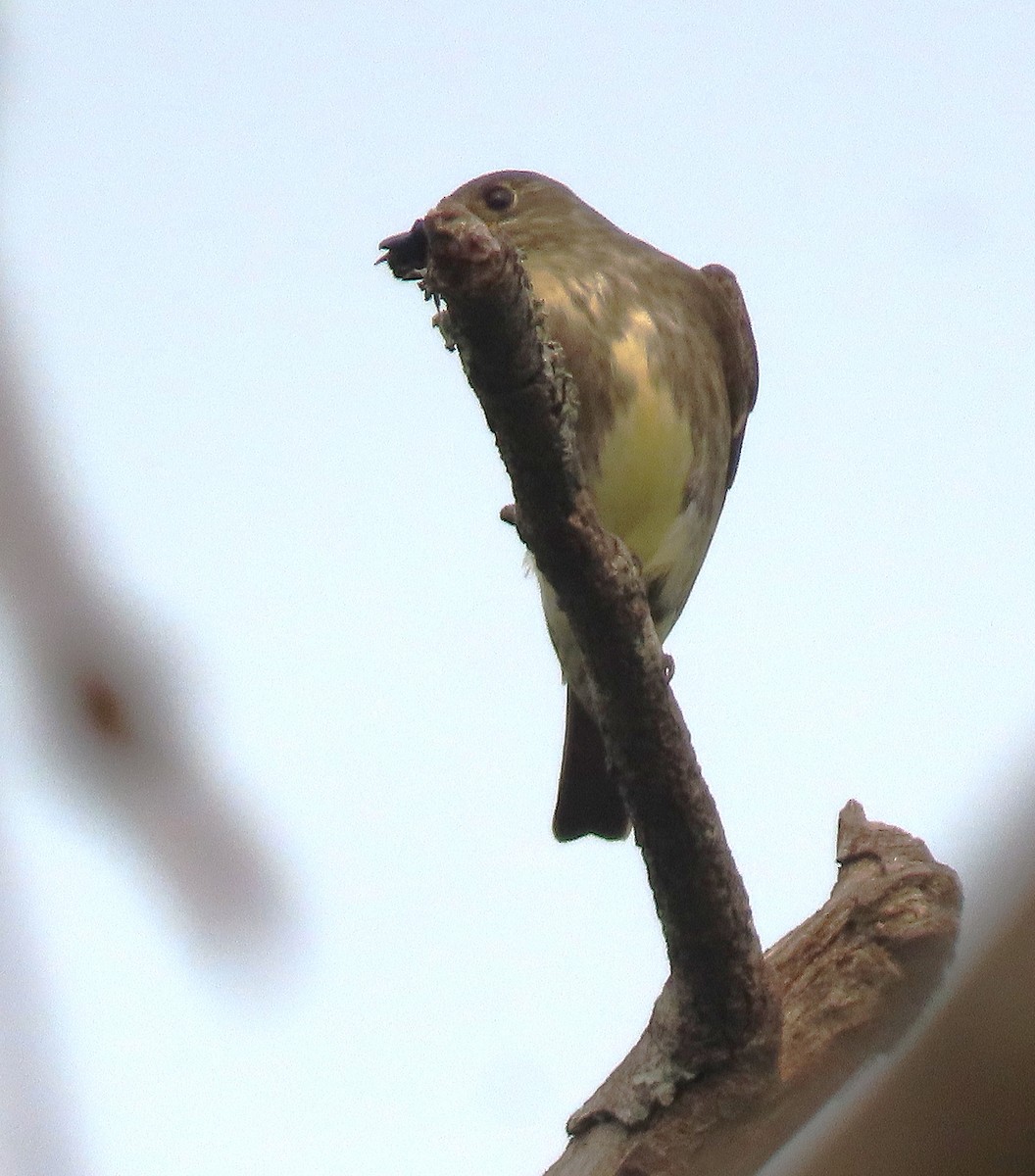 Olive-sided Flycatcher - Alfonso Auerbach