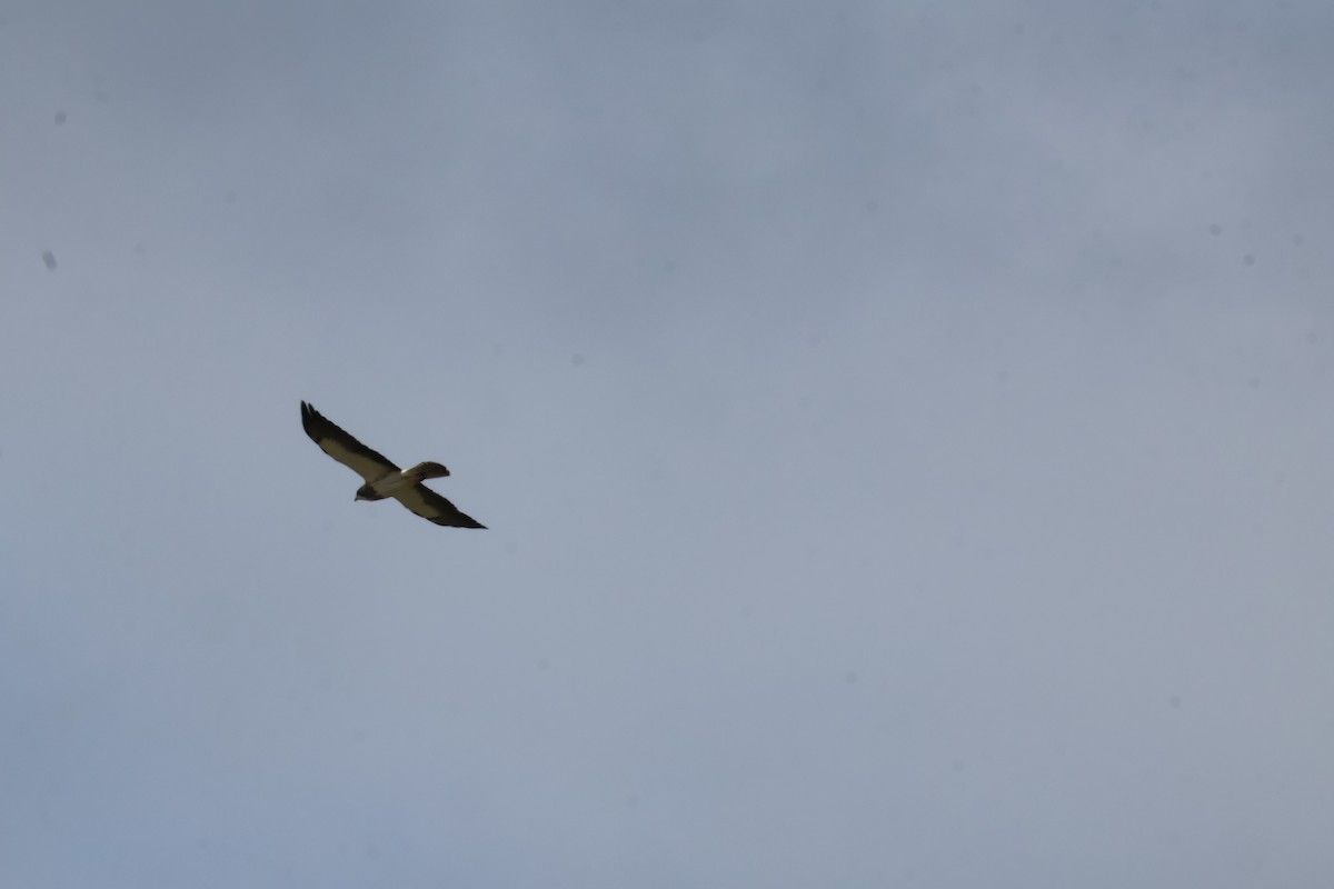 Swainson's Hawk - ML618509594