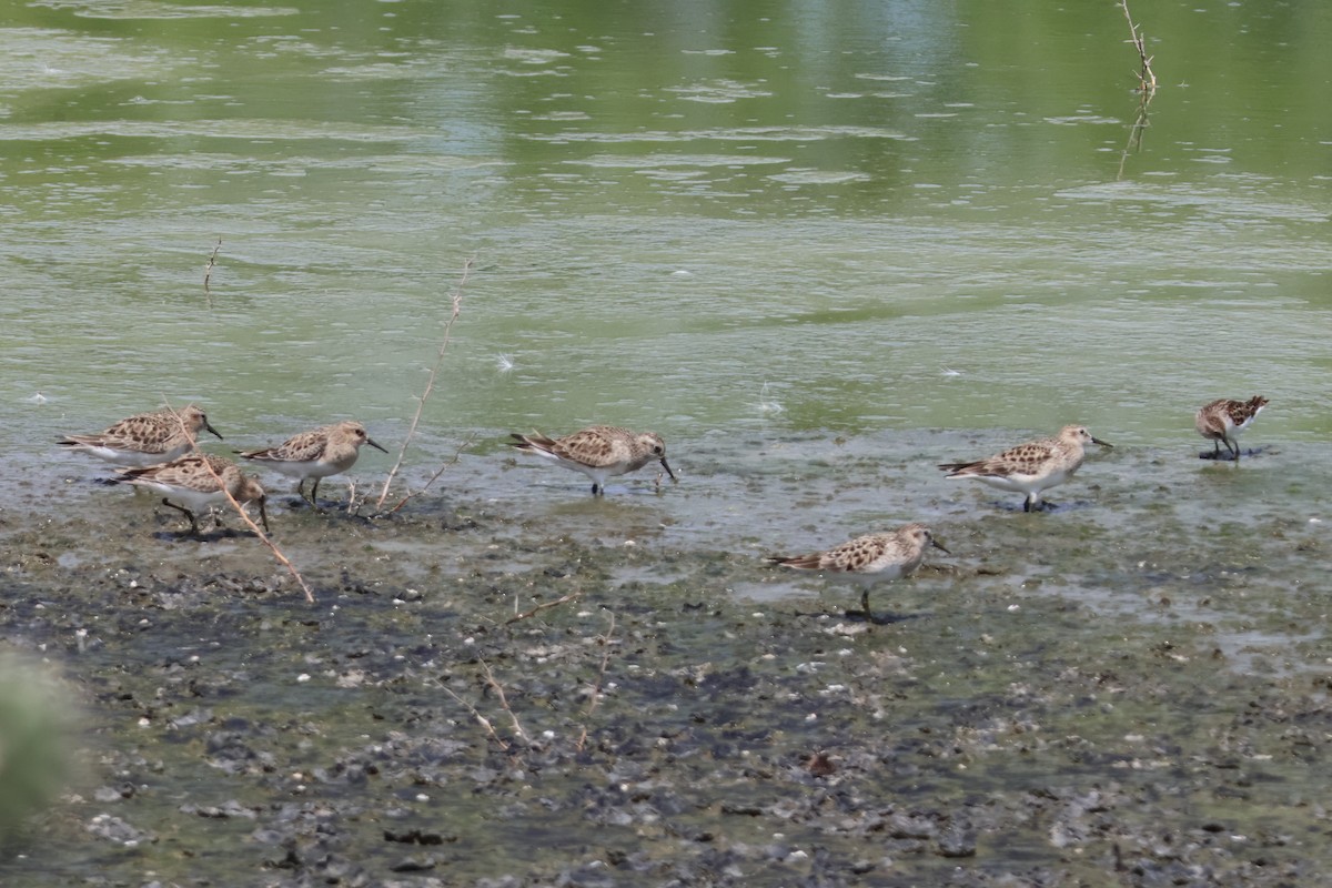 Baird's Sandpiper - ML618509612