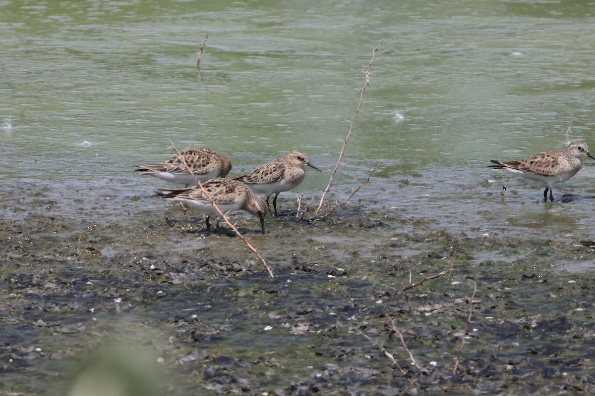 Baird's Sandpiper - ML618509613