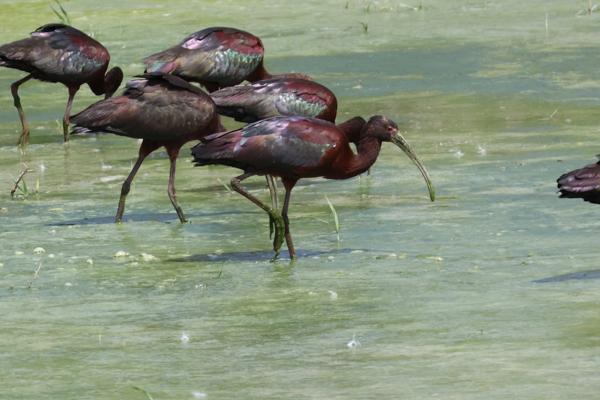 White-faced Ibis - ML618509622