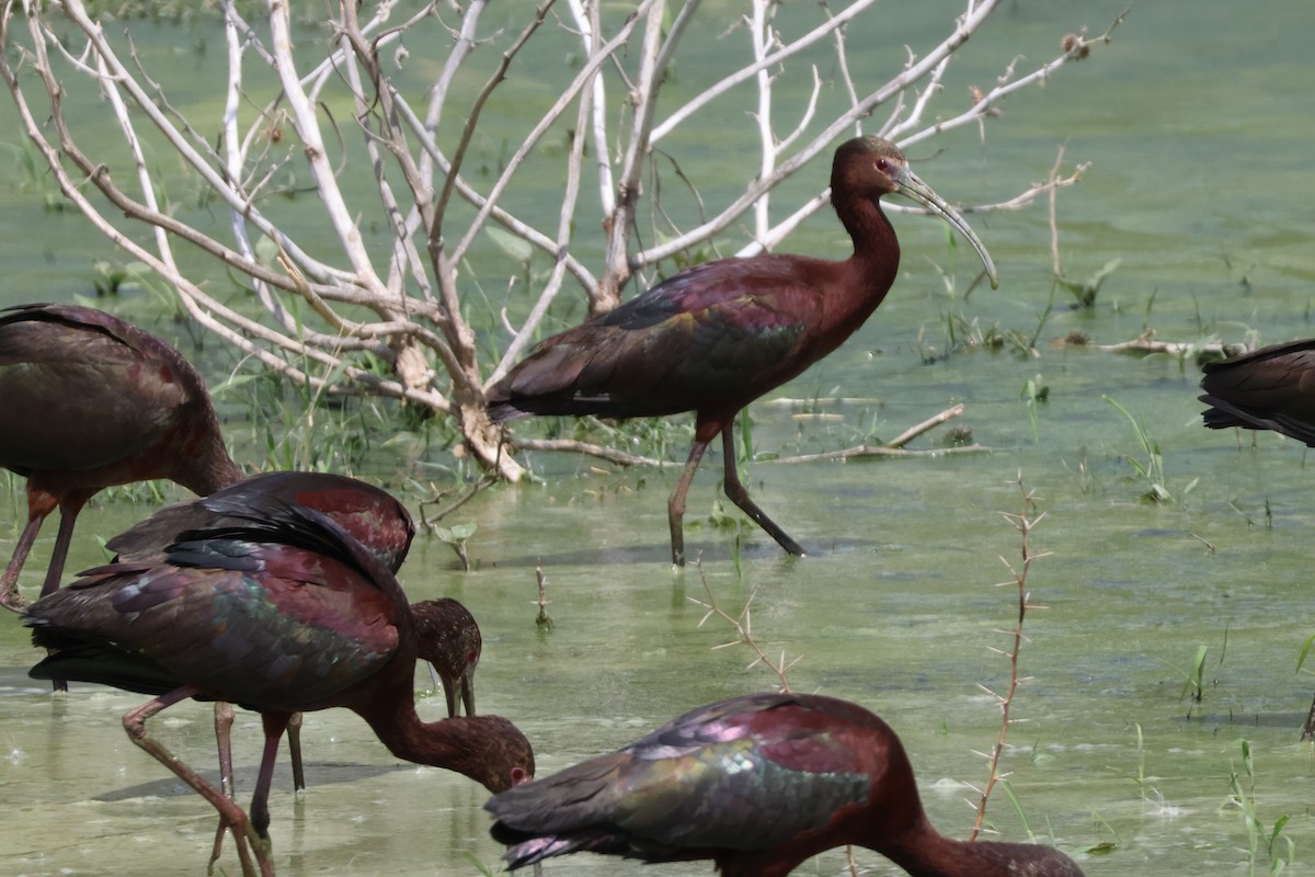 White-faced Ibis - ML618509624