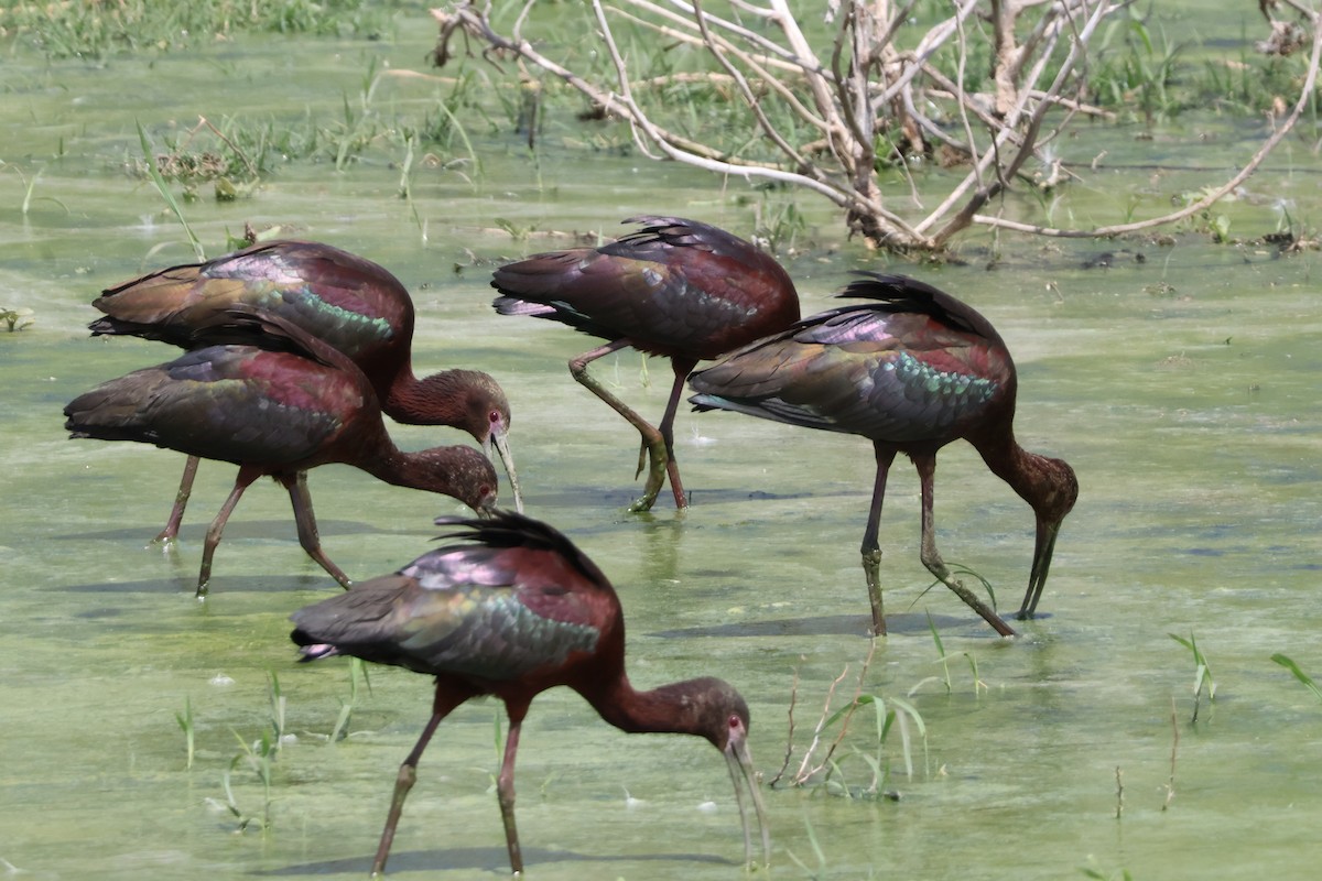 Ibis à face blanche - ML618509625