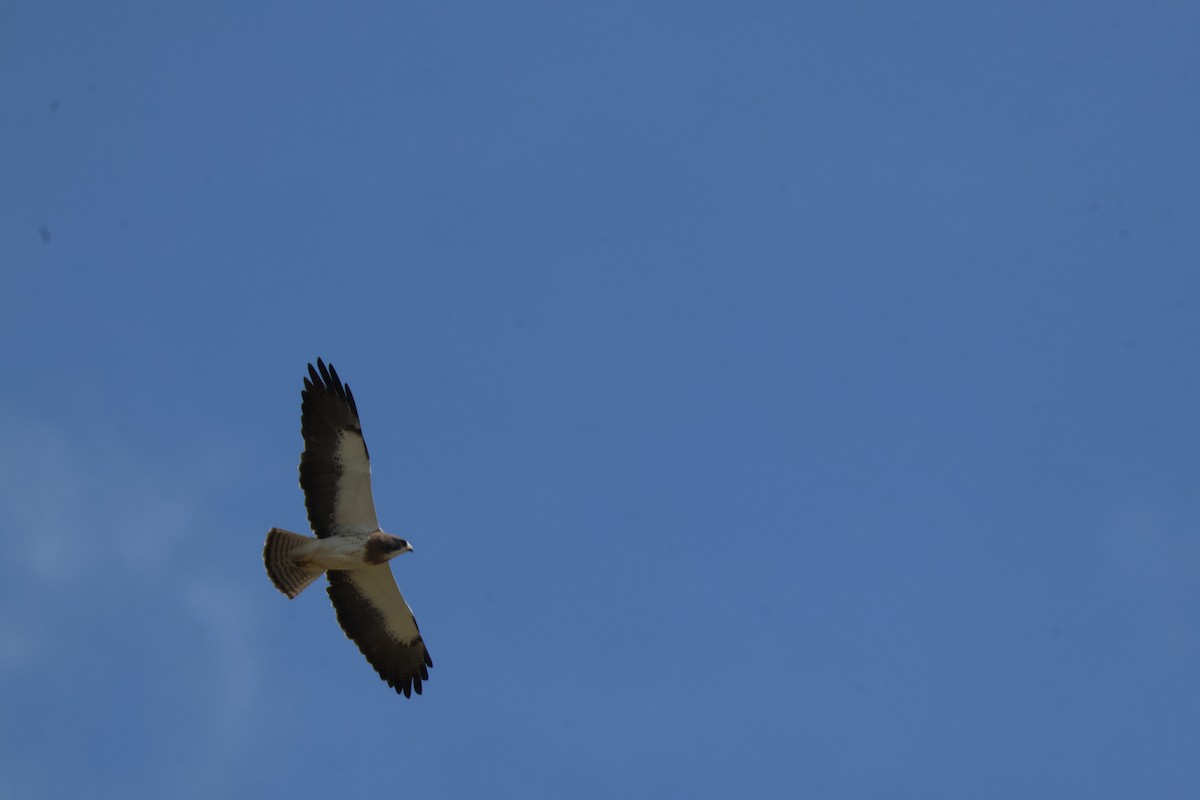 Swainson's Hawk - ML618509643