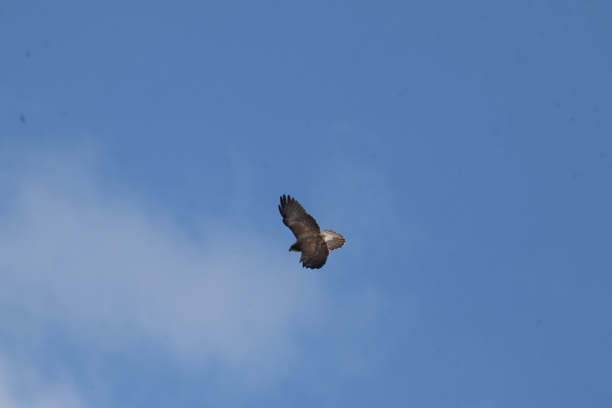 Swainson's Hawk - Julia Nadeau Gneckow