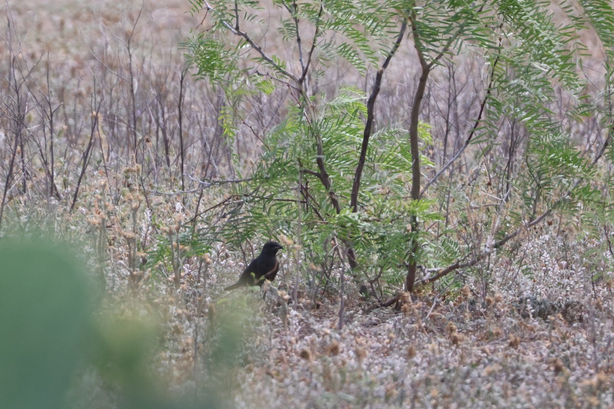 Brewer's Blackbird - ML618509651