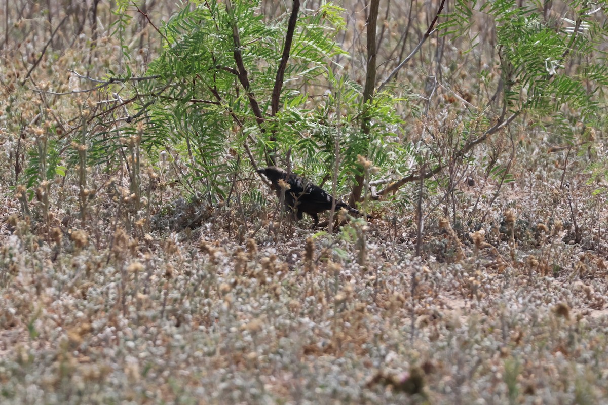 Brewer's Blackbird - ML618509652