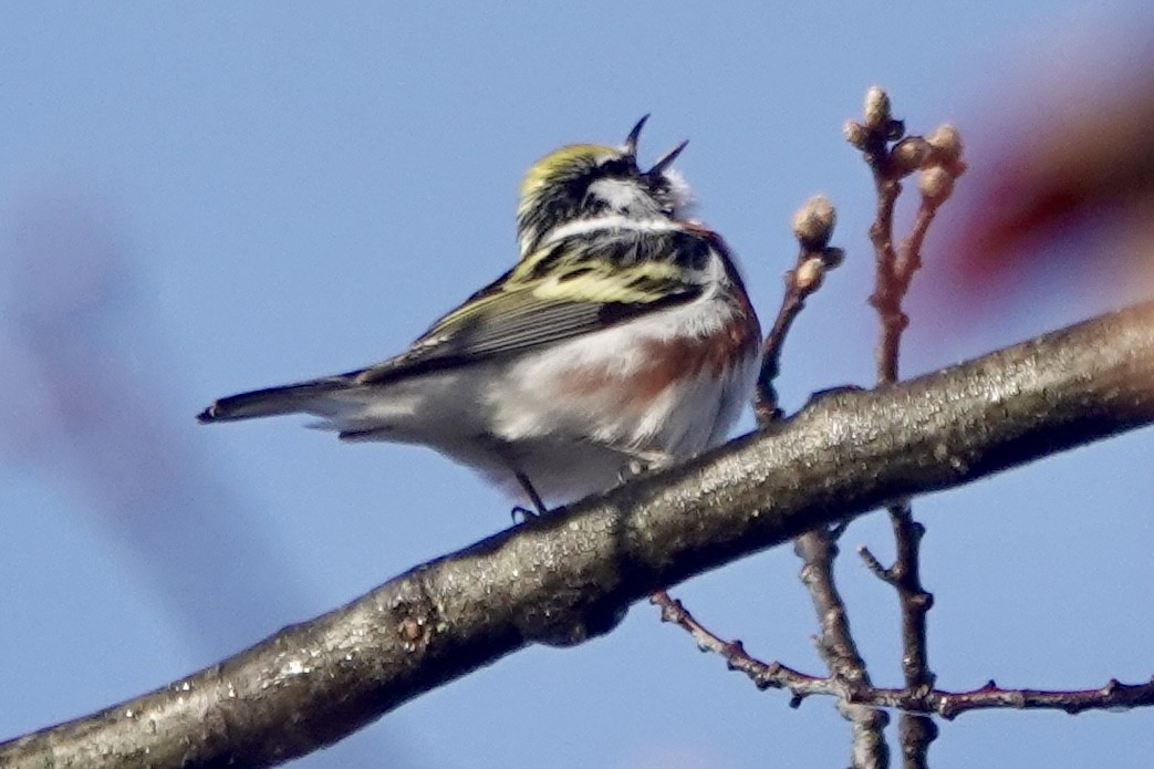 Chestnut-sided Warbler - Scott Wright