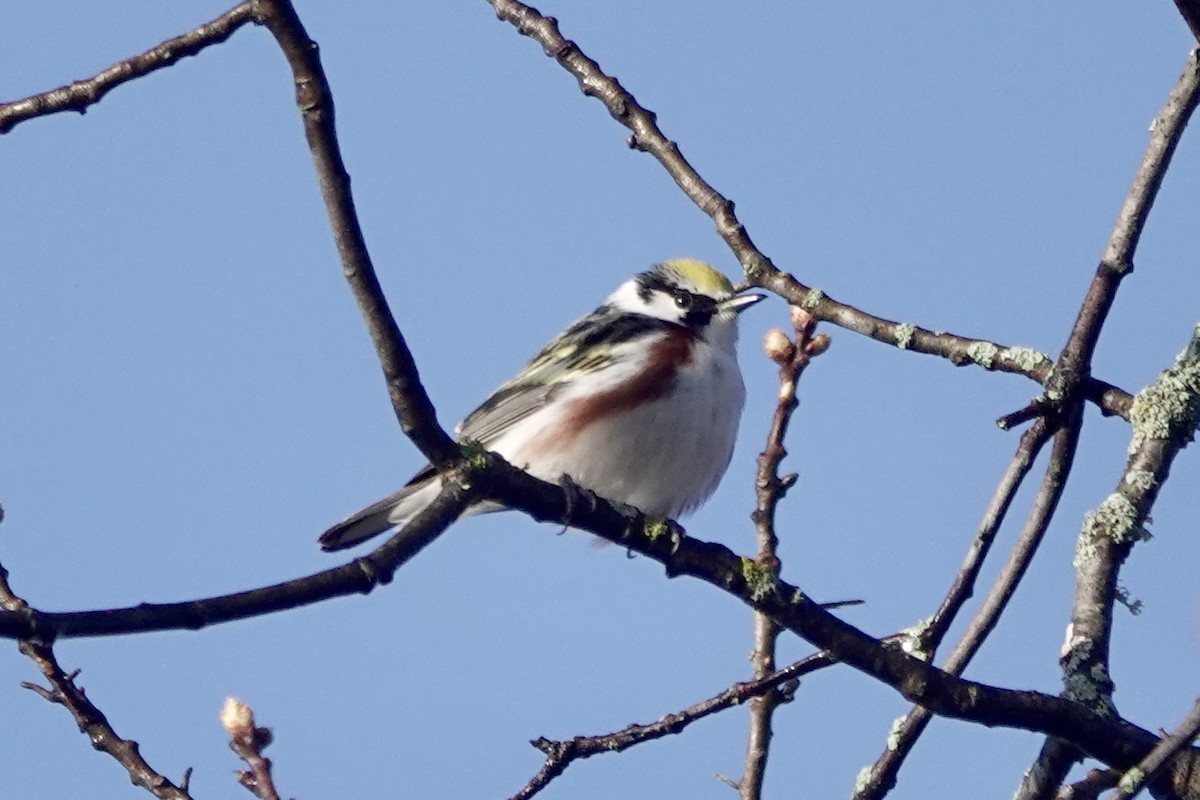 Chestnut-sided Warbler - Scott Wright