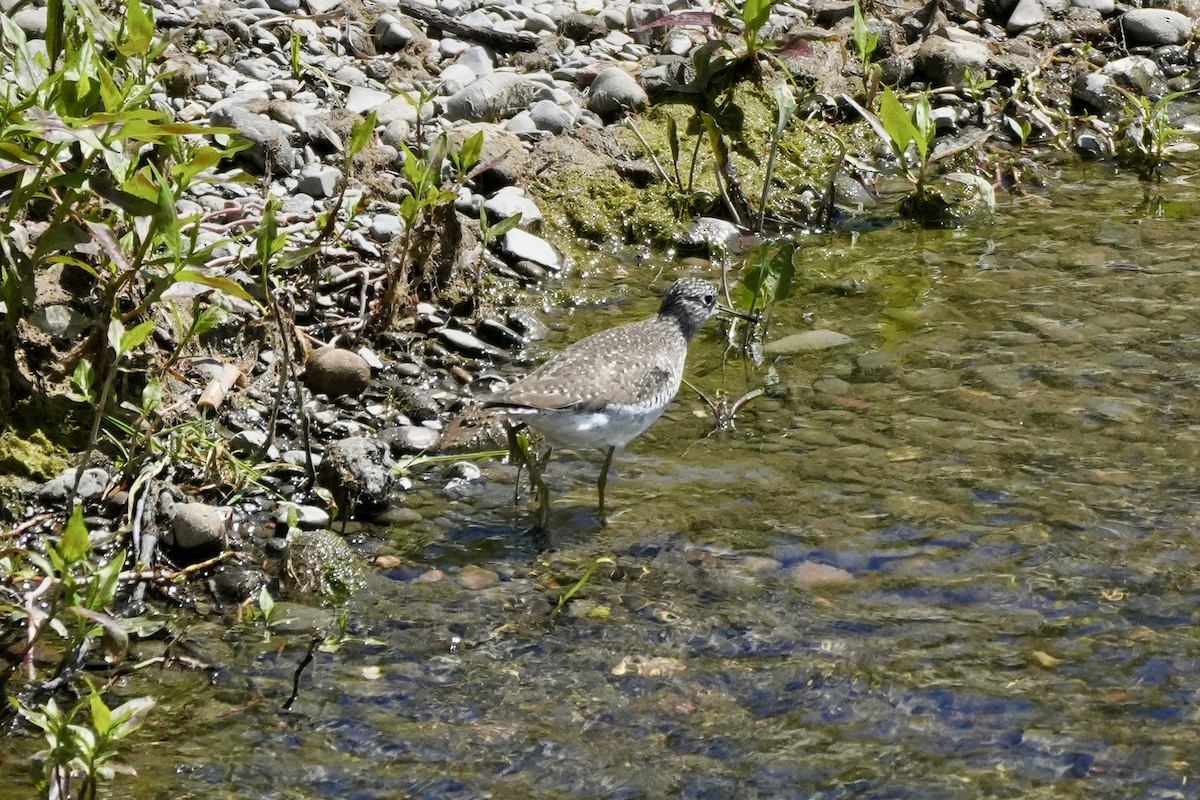 Solitary Sandpiper - ML618509725