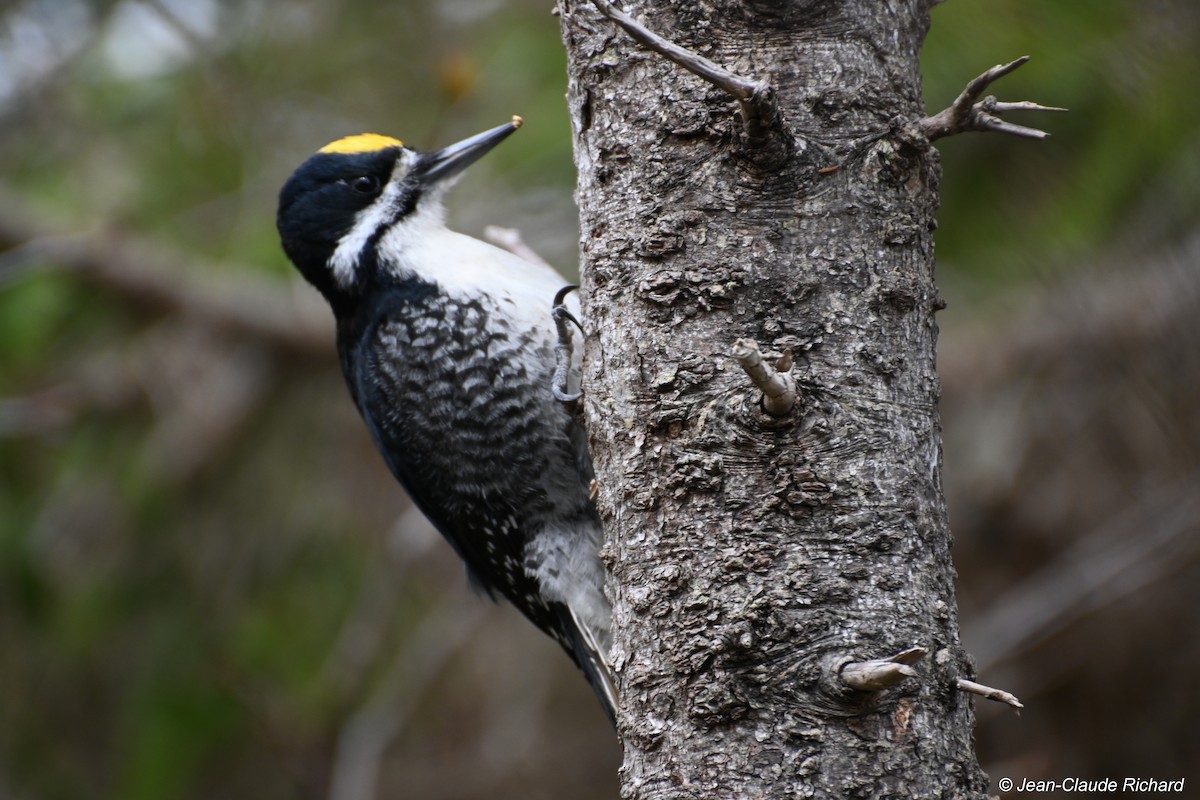 Black-backed Woodpecker - Jean-Claude Richard