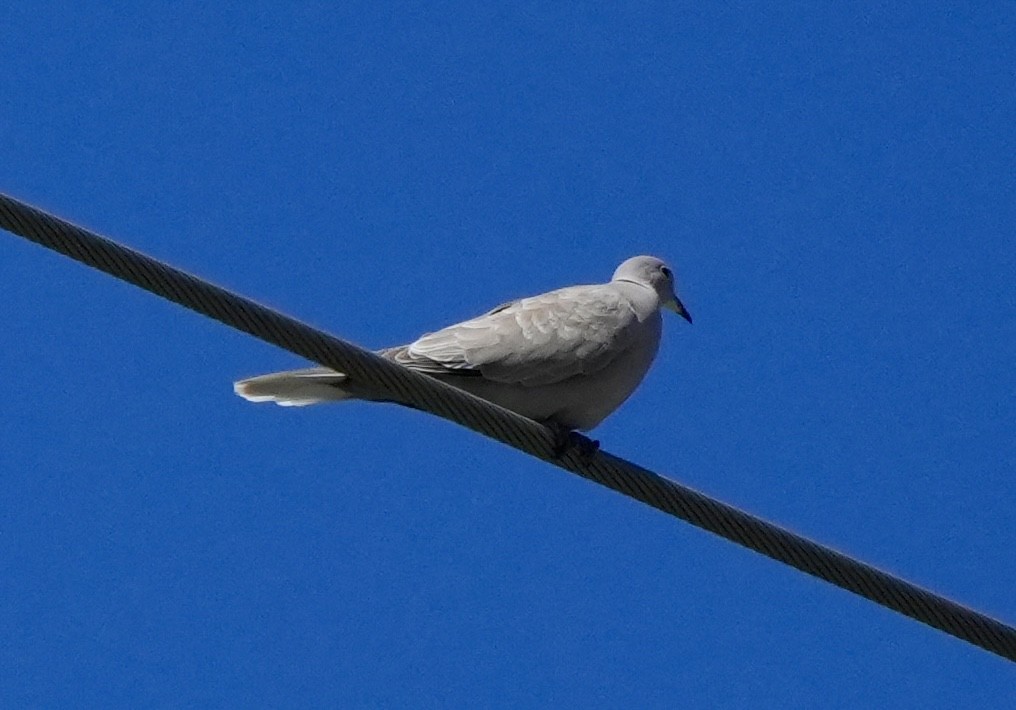 Eurasian Collared-Dove - ML618509735