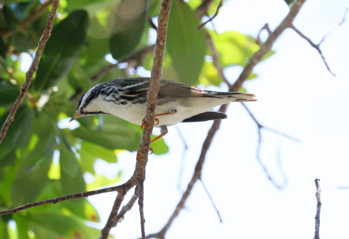 Blackpoll Warbler - ML618509746