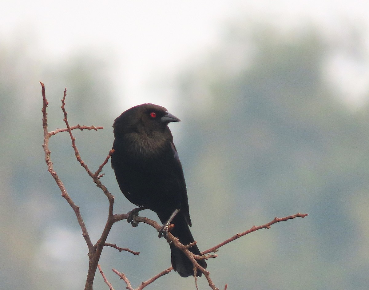 Bronzed Cowbird - Alfonso Auerbach