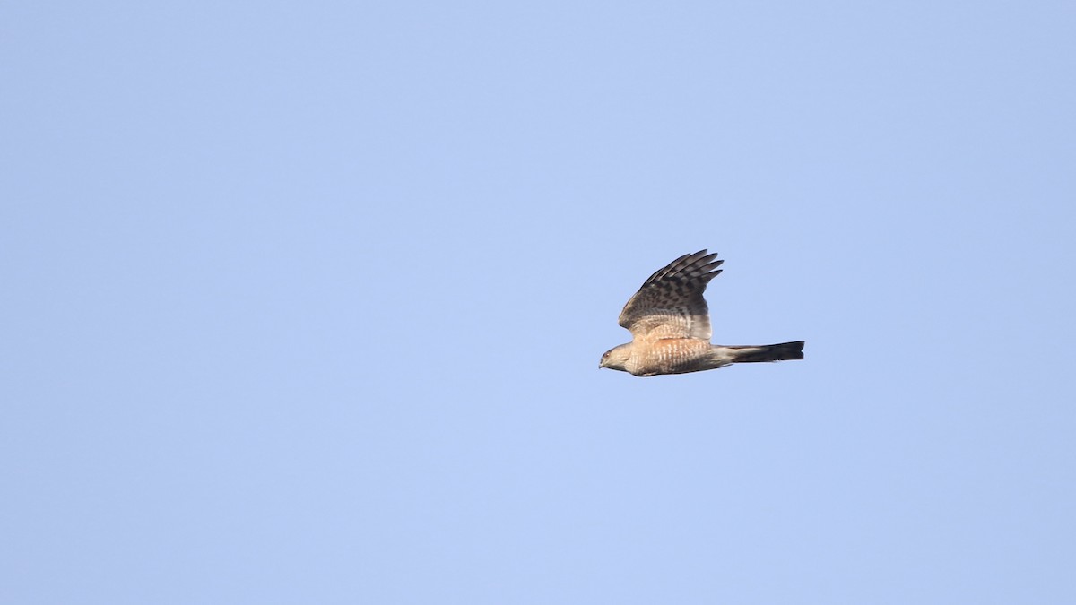 Sharp-shinned Hawk - John Garrett