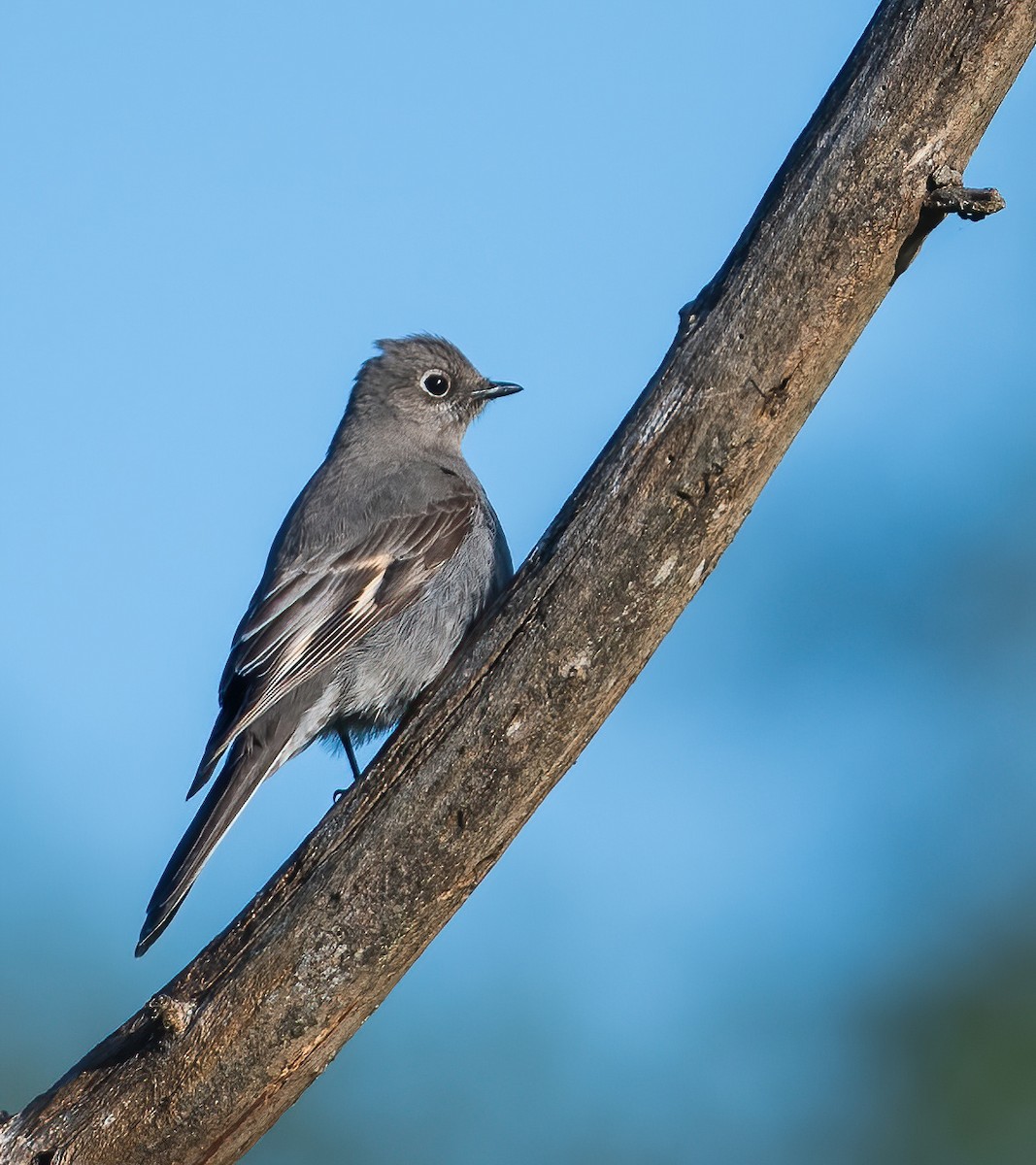 Townsend's Solitaire - Leah Turner