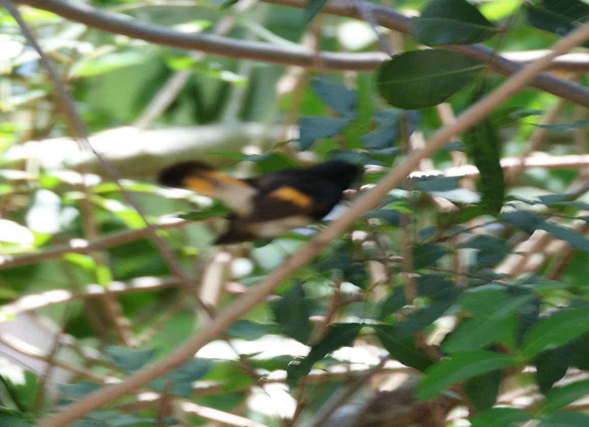 American Redstart - ML618509817