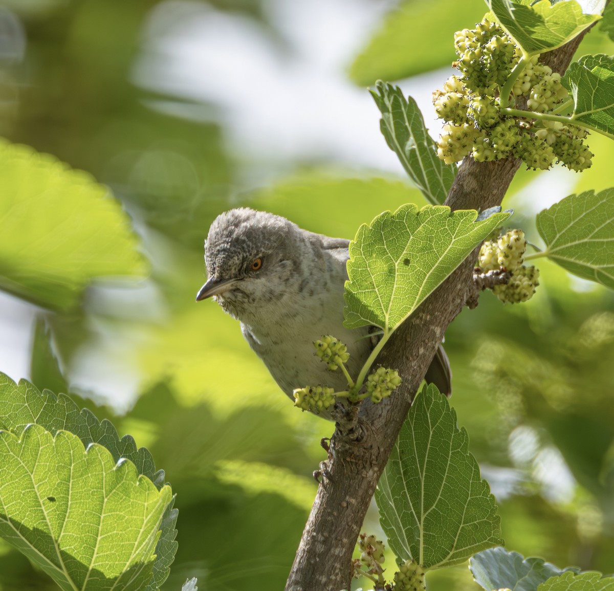 Barred Warbler - ML618509821