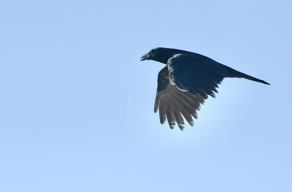 American Crow - Victor Botnaru