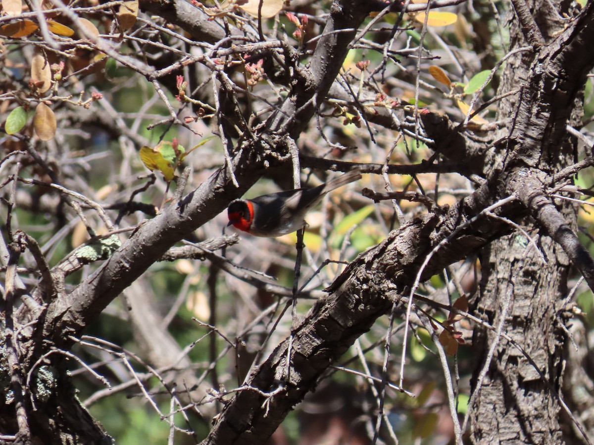 Red-faced Warbler - ML618509889