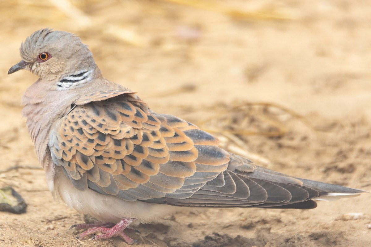 European Turtle-Dove - Alejandro Sanz