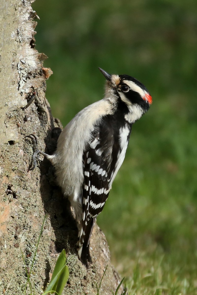 Downy Woodpecker - ML618509936