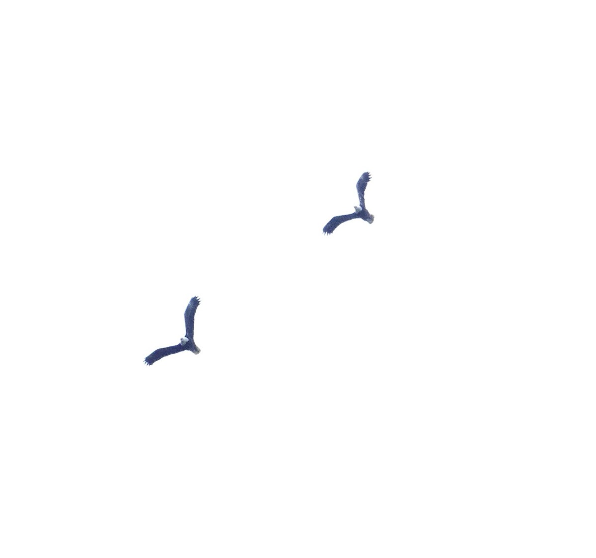Белоголовый орлан - ML618509939