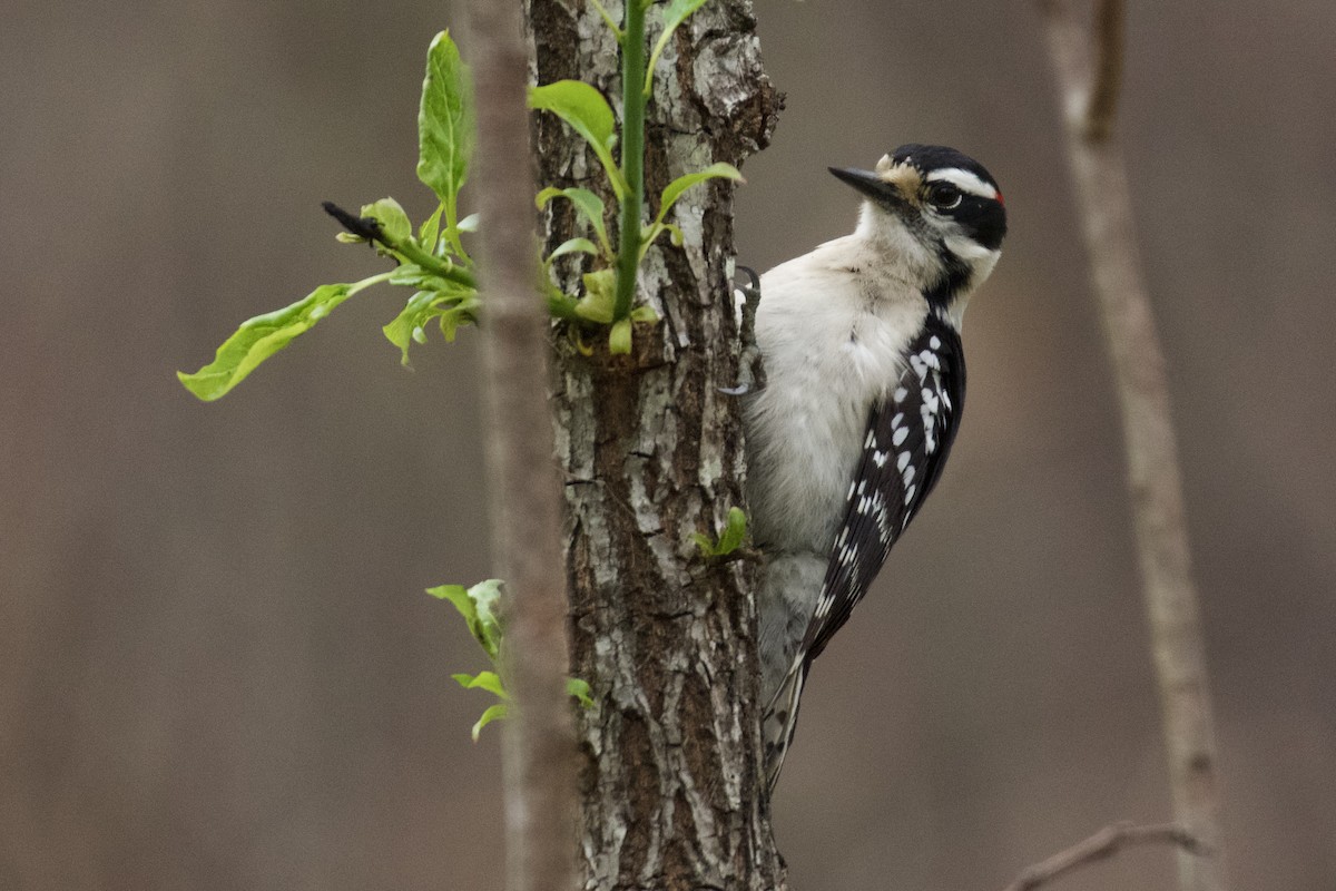 Downy Woodpecker - Debbie Metler