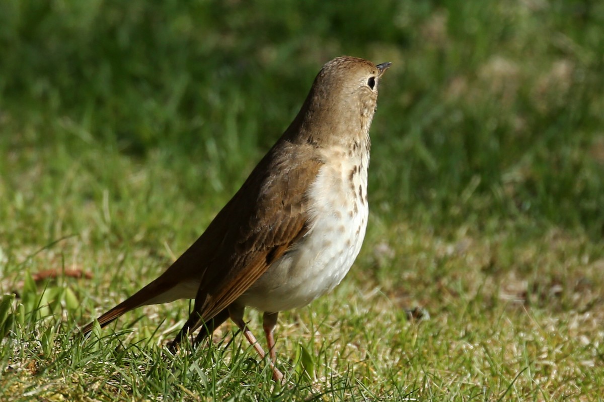 Hermit Thrush - ML618509971