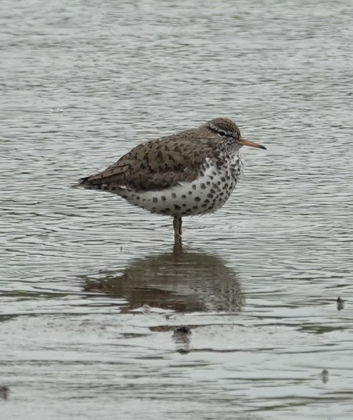 Spotted Sandpiper - gretchen buxton