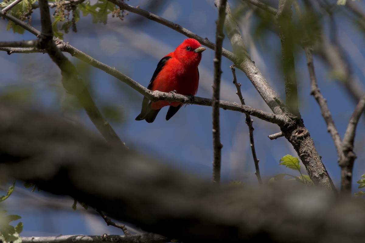Scarlet Tanager - ML618509996
