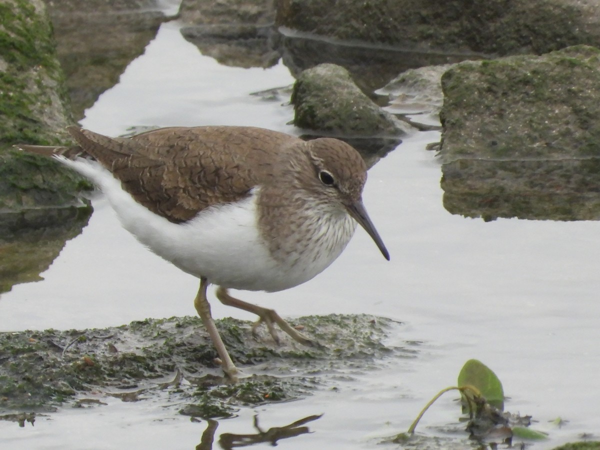 Common Sandpiper - ML618510005