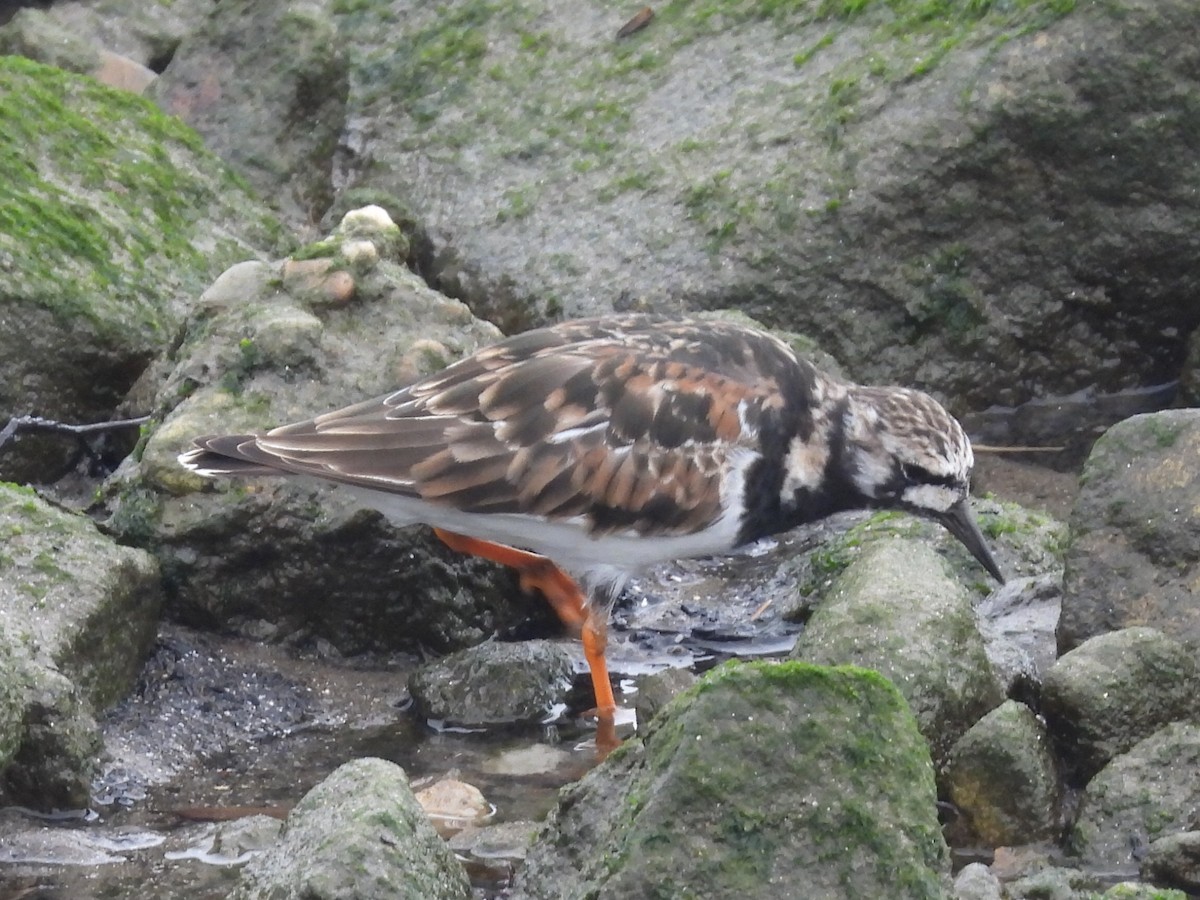 Ruddy Turnstone - ML618510032