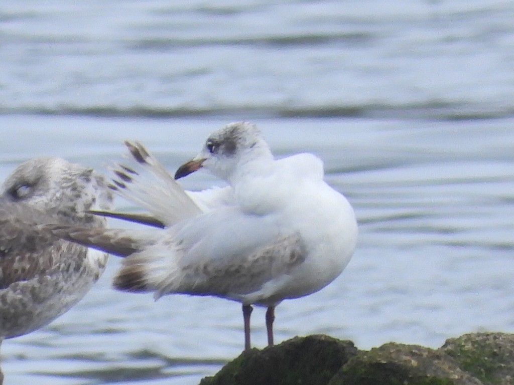 Mediterranean Gull - ML618510043