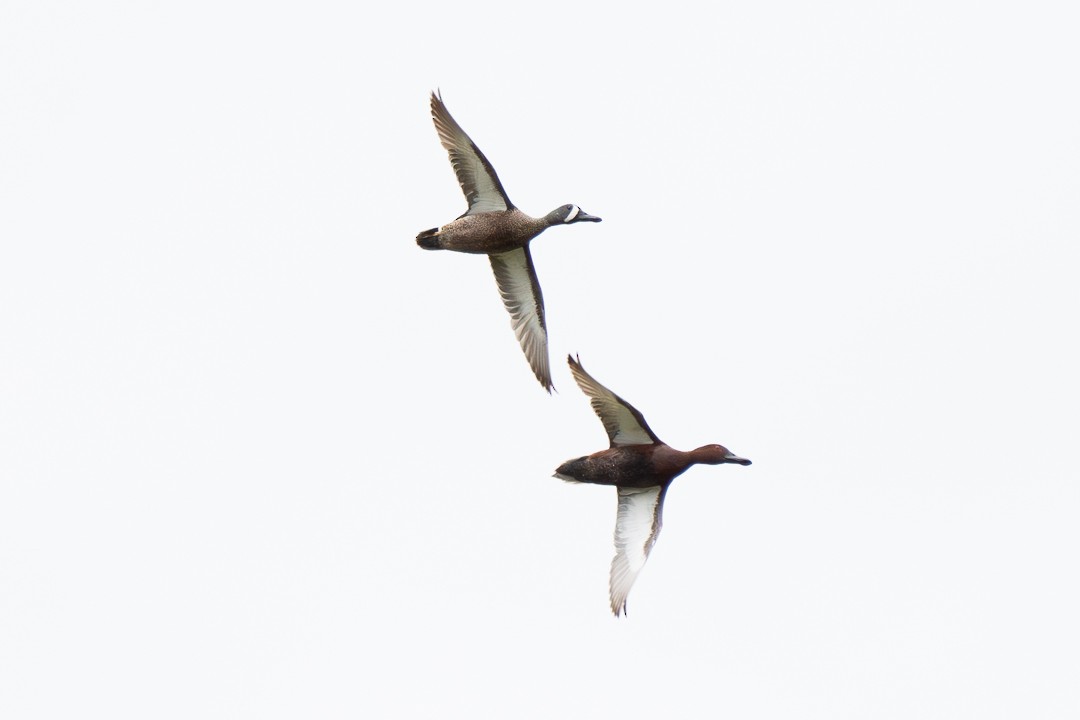 Blue-winged Teal - ML618510048